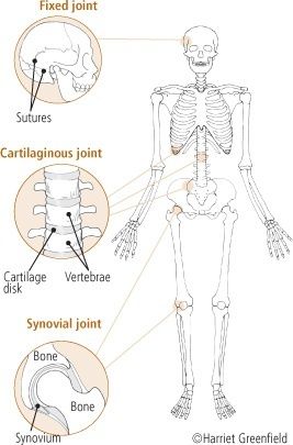 illustration of joints in the body